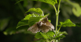 Ethical and Australian silk farming