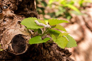 Celebrating Nature's Most Remarkable Natural Process with Australian Silk Skincare