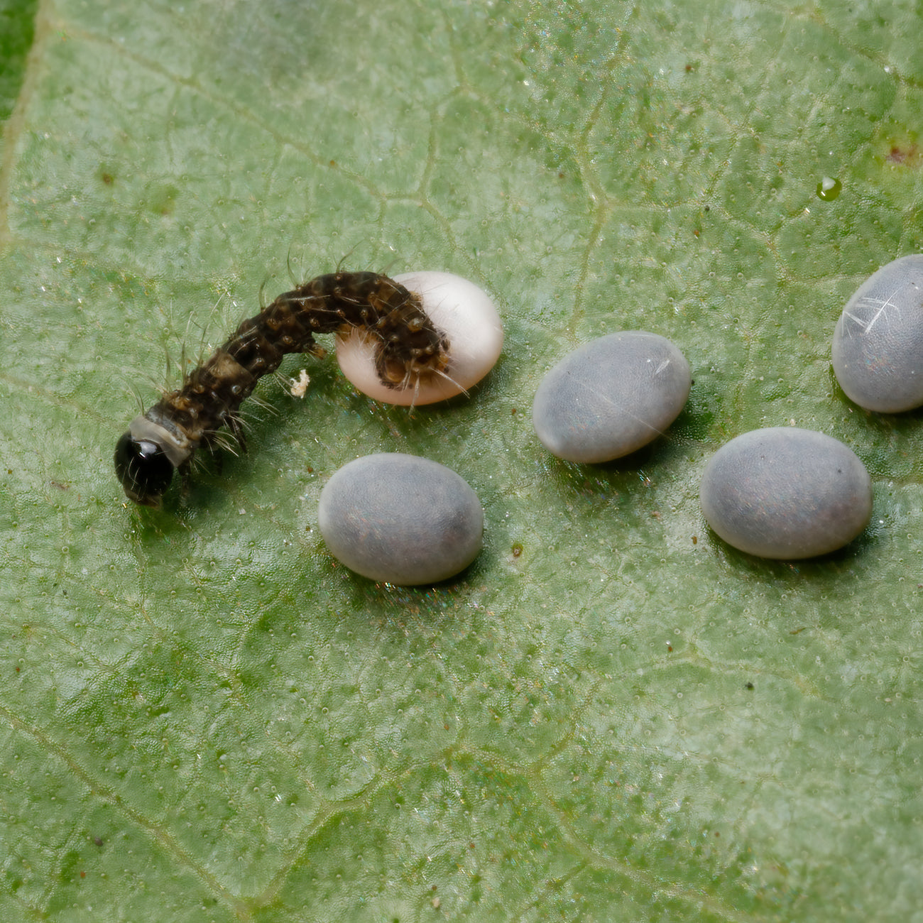 Seresilk | The Seresilk Story